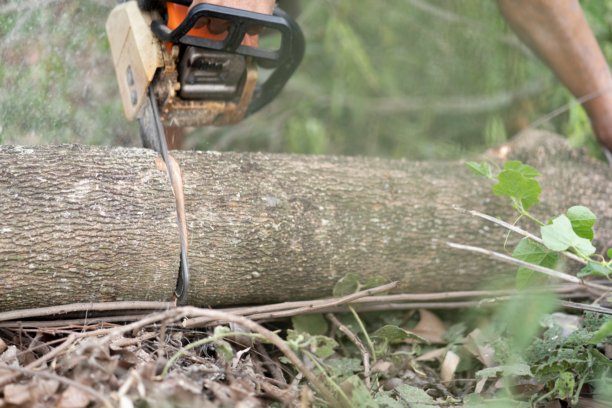 A person uses a chainsaw to cut through a fallen tree trunk outdoors, surrounded by leaves and branches.