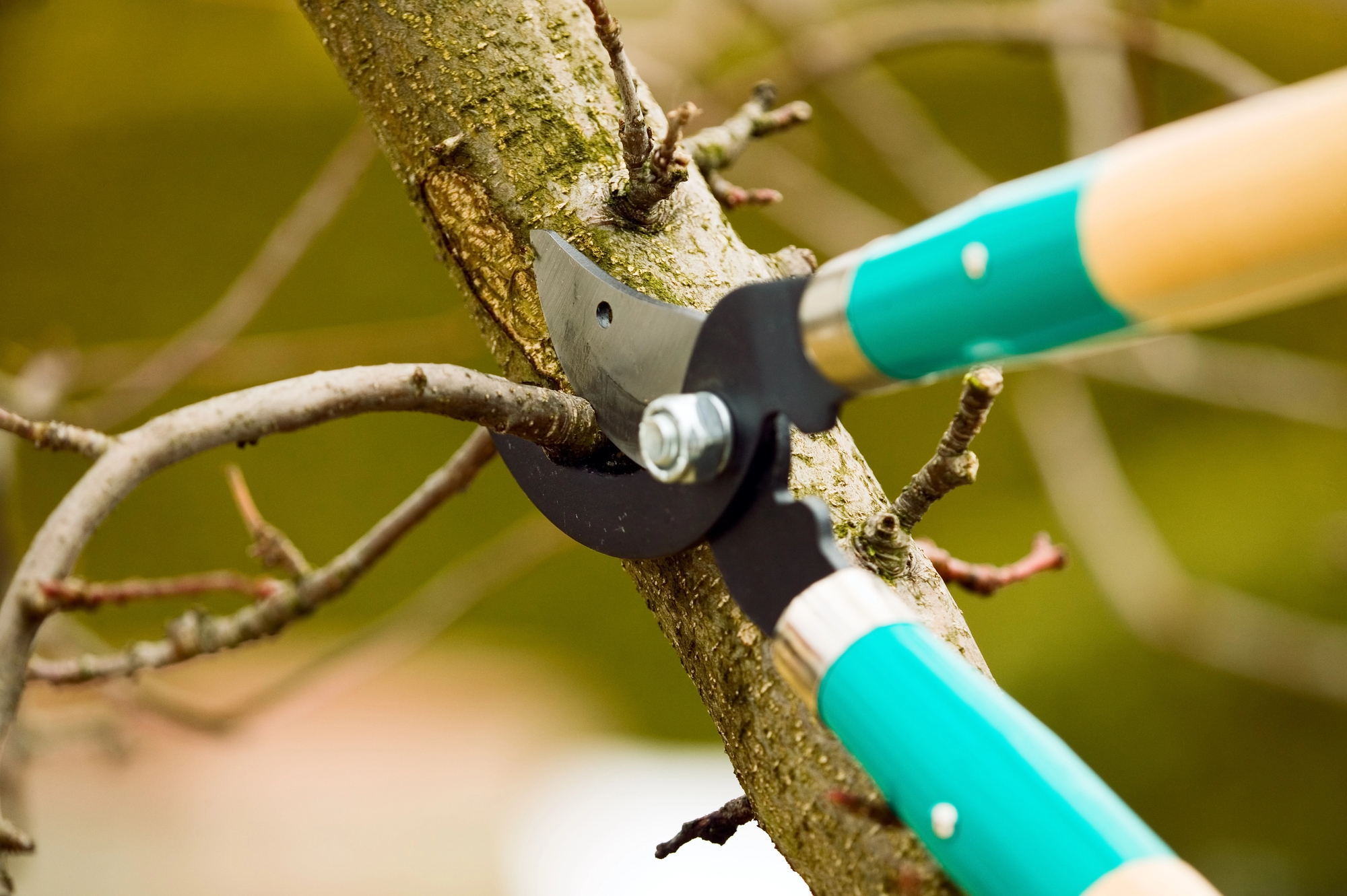 Close-up of a pruning tool cutting a tree branch, with green handles and a blurred outdoor background.