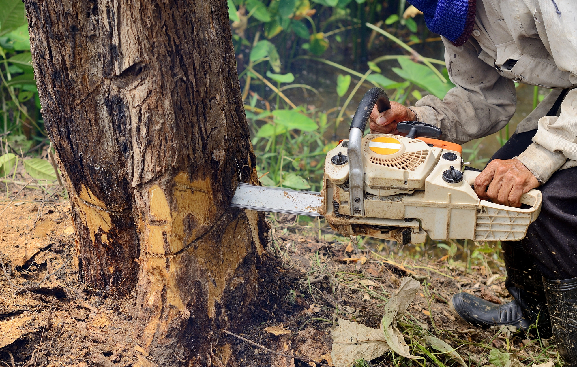 A person is using a chainsaw to cut through the base of a tree trunk in an outdoor setting with green plants in the background.