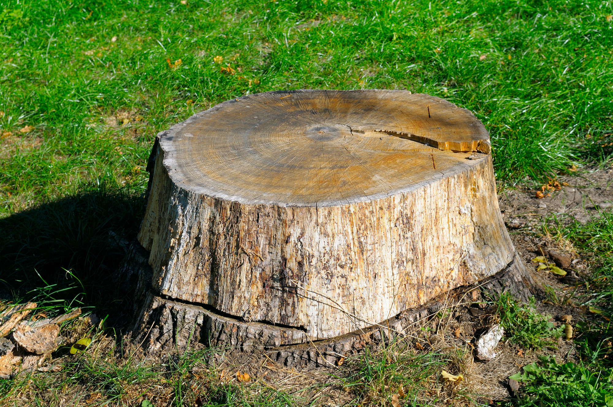 A large tree stump with visible growth rings sits on a grassy area in bright sunlight.