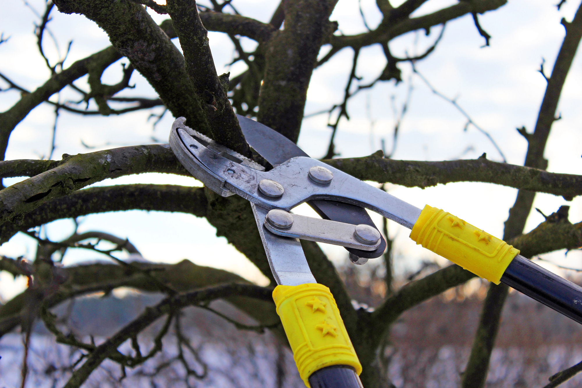 A pair of pruning shears with yellow handles is cutting a thick branch on a leafless tree.